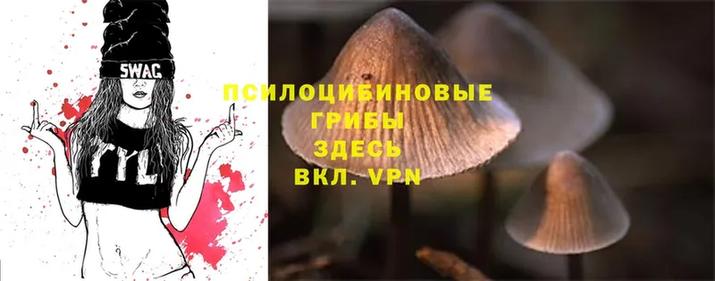 магазин продажи наркотиков  Адыгейск  Галлюциногенные грибы Psilocybe 