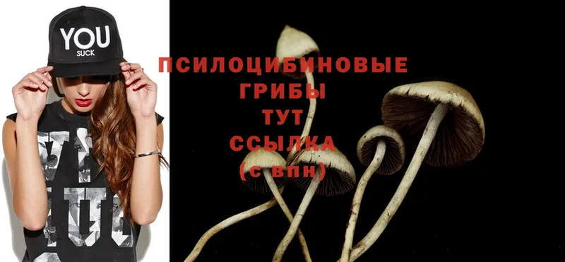 Галлюциногенные грибы Psilocybe Адыгейск